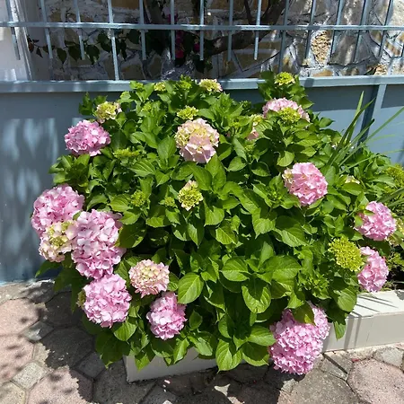 Yard Paradise Dhermi